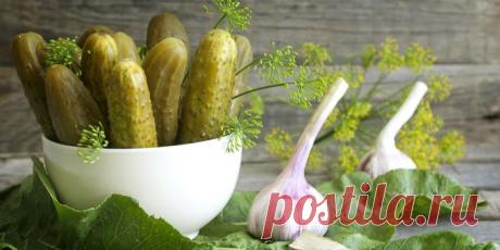 ВСЁ САМОЕ ВАЖНОЕ О ЗАСОЛКЕ ОГУРЦОВ + РЕЦЕПТЫ