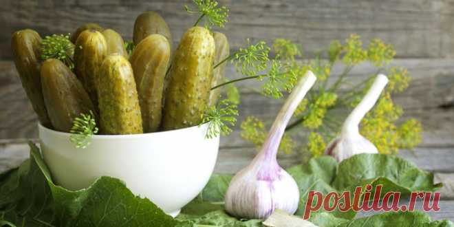 ВСЁ САМОЕ ВАЖНОЕ О ЗАСОЛКЕ ОГУРЦОВ + РЕЦЕПТЫ