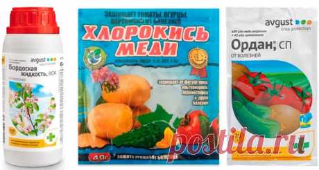 Бурая пятнистость: лечение и профилактика, как бороться, препараты