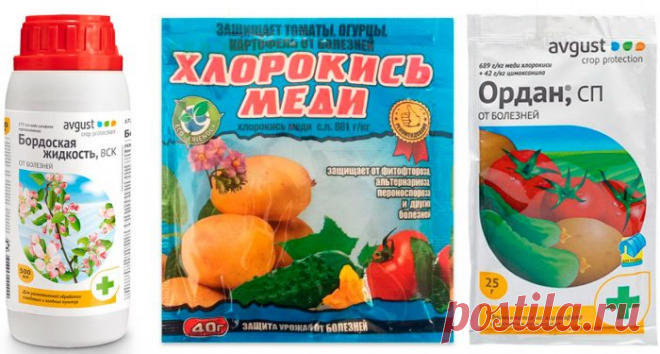 Бурая пятнистость: лечение и профилактика, как бороться, препараты