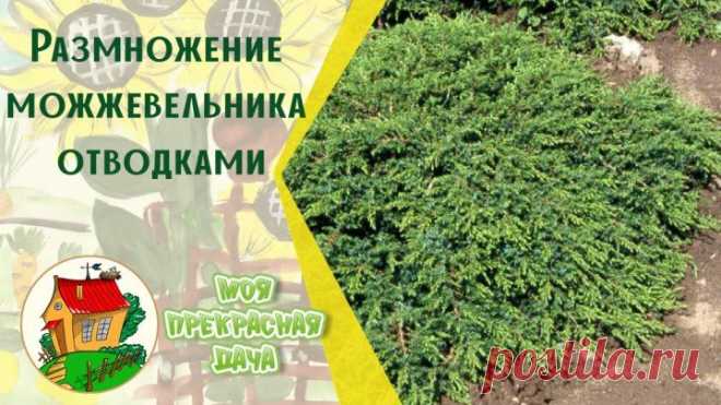 Размножение можжевельника отводками
