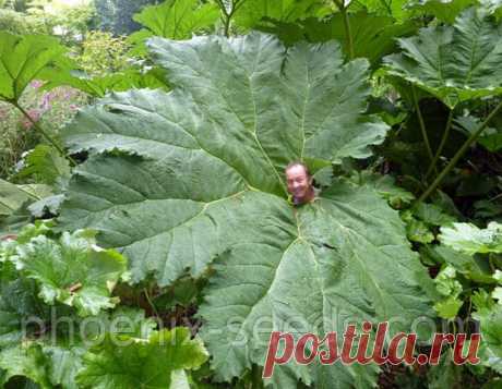 Ревень гигантский семена Гигантский ревень (Gunnera manicata)семена 5 шт.Достигает в высоту 5 метров. Листья достигают 1,5 метров в диаметре.Цветёт с июля по август.В культуре используется как декоративное растение для ландшафтного дизайна.интернет-магазин семян, семена купить, семена почтой, семена Украины, купить семена почтой, купить семена цветов, продажа семянгигантский ревень, семена ревеня почтой, мегазин Феникс, купить семена