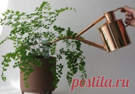 12 натуральных удобрений для комнатных цветов, эффективность которых вне конкуренции Ошибочно полагать, что для комнатных цветов достаточно своевременного полива и пересадки. Для нормального развития их нужно удобрять. При этом «закармливать» их химией не стоит. Чтобы обеспечить надле...