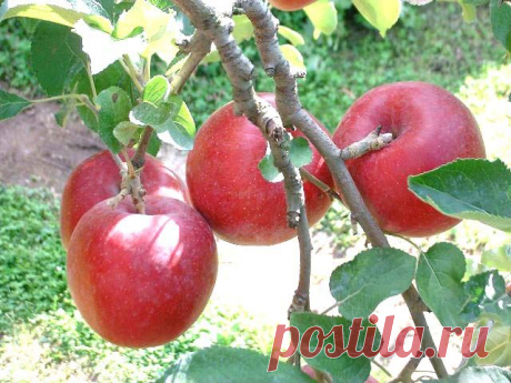 Квашение (мочение) овощей и фруктов, Яблоки квашеные или моченые