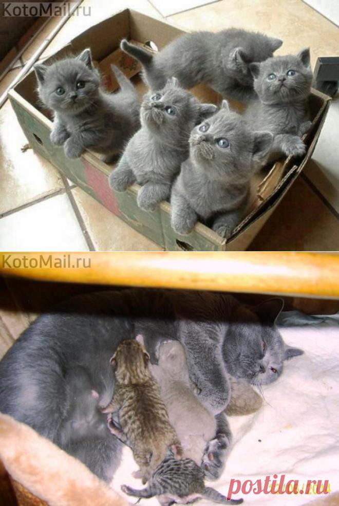 Коробочка радости | KotoMail.ru