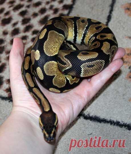 Мои няшные змейки. Ну и немного другой террариумной живности. - Страница 3 - Амфибии и рептилии - Аквариумистика в Узбекистане