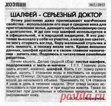 Шалфей - серьезный лекарь