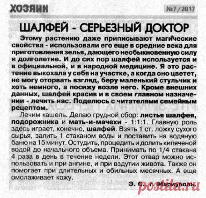 Шалфей - серьезный лекарь