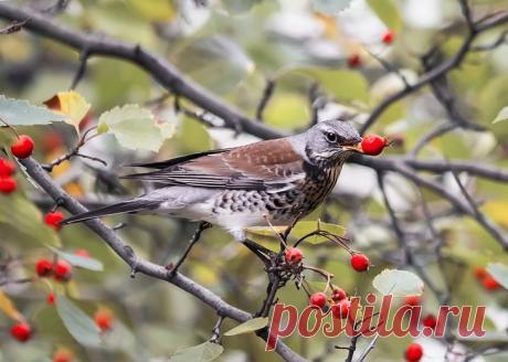 nata-fom :: сбор боярышника :: ФотоОхота :: Галерея :: Клуб Foto.ru