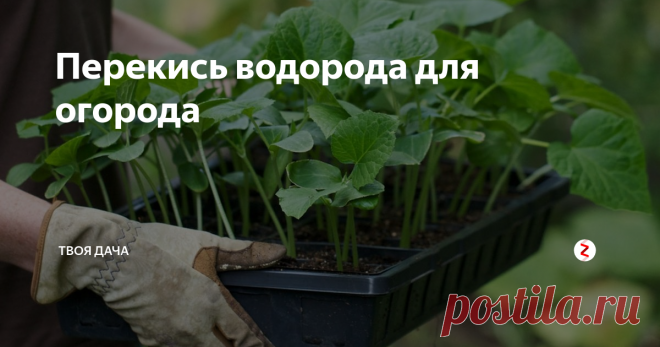 Перекись водорода для огорода Перекись водорода активно применяется не только в медицинских, бытовых целях, но и на огороде. Препарат незаменим для дезинфекции посадочного материала, подкормки растений, защиты их от болезней, вредителей. Перекись используется многими опытными огородниками. Это эффективное, экологически чистое средство, полностью безопасное для растений при правильном применении.
Обеззараживания семян и рассады