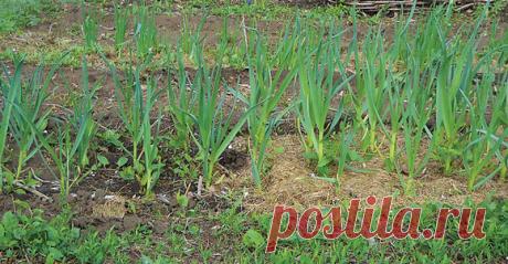 Секреты высоких урожаев