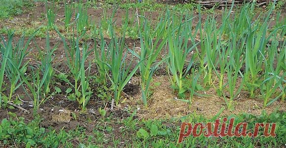 Секреты высоких урожаев