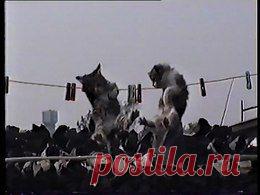 Видео в рубрике: "Наши домашние животные"