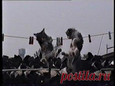 Видео в рубрике: &quot;Наши домашние животные&quot;