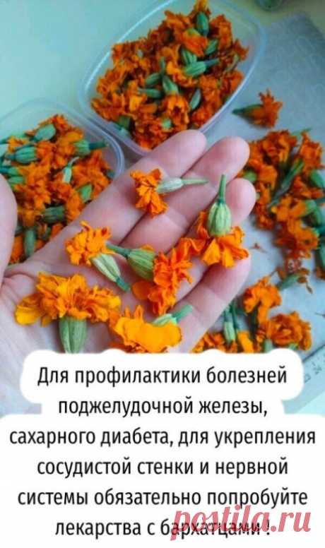 1 цветок бархатца вместе с семенами измельчить и заварить в 1 стакане кипятка.
Принимать по 1/4 стакана 3-4 раза в день.
При панкреатите с частыми приступами по 1 ст. ложке каждые 1-2 часа...ПОКАЗАТЬ ПОЛНОСТЬЮ