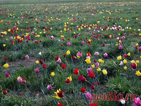 Казахстан степи весной