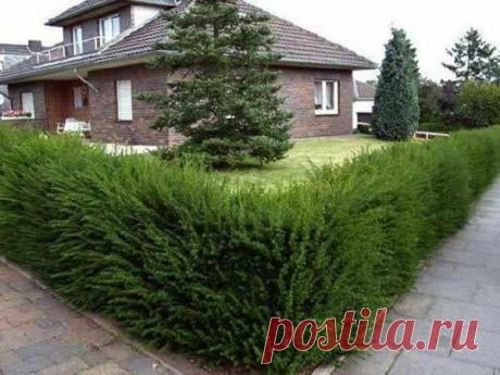 Растения для живой изгороди – какие выбрать самые неприхотливые и посадить осенью или весной 
Добрый день. Выбор растений для живой изгороди – наша тема сегодня. Весна идет, и наступает самое благоприятное время для реализации своих фантазий в ландшафтном дизайне. Живая изгородь поможет создать райскую атмосферу, и будет очень органично вписываться в эко стиль.  Но, следует правильно подойти к...
Читай дальше на сайте. Жми подробнее ➡