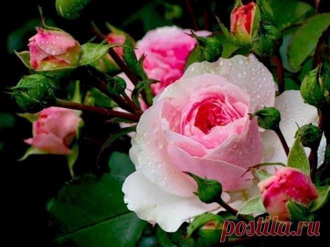 Запись на стене Для защиты роз от от ржавчины, пятнистости и мучнистой росы хорошо помогает следующее средствоПотребуется: • 1 столовая ложка соды; • 1 чайной ложки средства для мытья посуды; • 1 столовая ложка растительного масла; • 1 таблетка аспирина; • 1 л воды вместе. Рас..