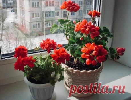 5 домашних растений, защищающих от порчи и сглаза Некоторые цветы имеют свойство на энергетическом уровне защищать тех, кто ухаживает за ними дает им жизнь. Возможно какие-то цветы уже имеются в вашем ботаническом арсенале.