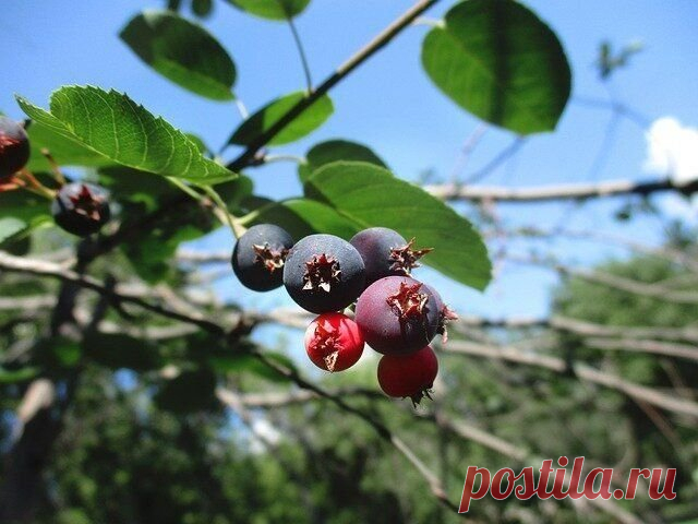 Какая ягода в СССР считалась «винной» и до сих пор считается ягодой пенсионеров? Ирга