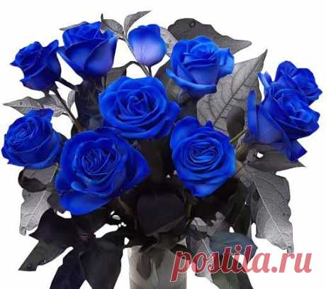 Розы