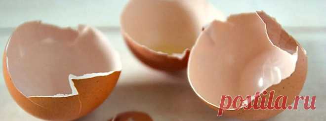 Яичная скорлупа для цветов