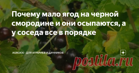 Почему мало ягод на черной смородине и они осыпаются, а у соседа все в порядке Однако, начнем с азов. При том, что растения черной смородины живут около 50 лет, плодоношение постепенно снижается через 10-15 лет. Обычно саженцу черной смородины требуется год или два, чтобы прижиться на новом месте, прежде чем он даст приличное количество ягод. Старые сорта смородины склонны к осыпанию ягод до того, как они созреют: из-за похолодания в мае и начале июня кусты сбрасывают зеле...