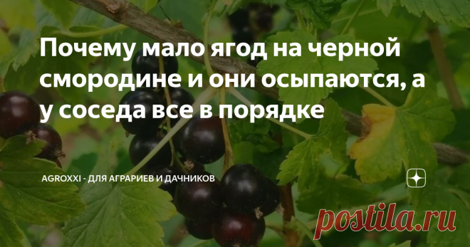 Почему мало ягод на черной смородине и они осыпаются, а у соседа все в порядке Однако, начнем с азов. При том, что растения черной смородины живут около 50 лет, плодоношение постепенно снижается через 10-15 лет. Обычно саженцу черной смородины требуется год или два, чтобы прижиться на новом месте, прежде чем он даст приличное количество ягод. Старые сорта смородины склонны к осыпанию ягод до того, как они созреют: из-за похолодания в мае и начале июня кусты сбрасывают зеле...