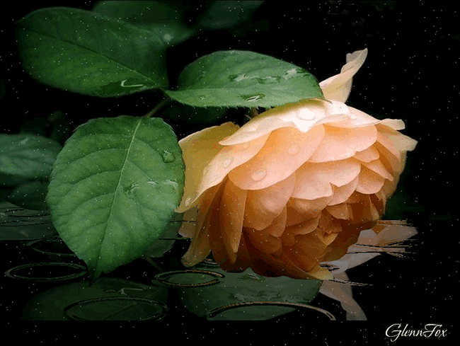 ЭТИ РОЗЫ ДЛЯ ТЕБЯ!