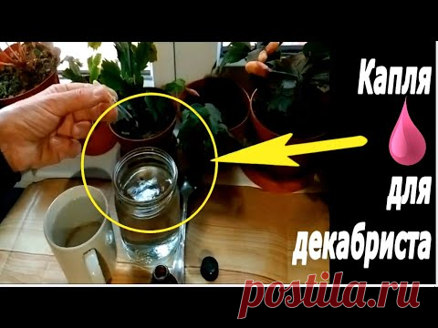 Почему  ДЕКАБРИСТ закладывает мало цветочных бутонов. Как ему помочь!!!