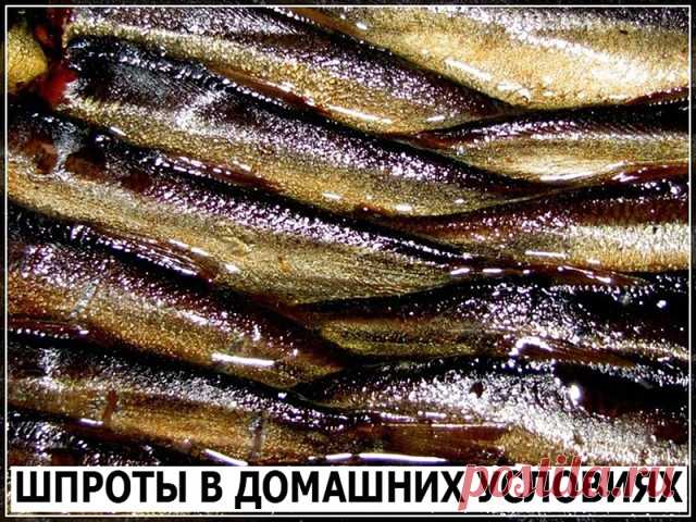 Скажу сразу, по вкусу получается ну ни капли не отличимо от магазинных шпрот. 1 кг рыбы (килька, мойва). Для заливки на 1 кг рыбы: 2 горсти луковой шелухи (она дает и цвет и подкопченый вкус. И заметьте, без всякого копчения, жидкого дыма и канцерогенов!), 1 столовая ложка соли, 1 чайная сахара, 1 стакан очень крепкой чайной заварки, неполный стакан растительного масла, 7 лавровых листьев, несколько горошин черного перца.
Рыбку необходимо почистить и промыть, убрать хвосто...