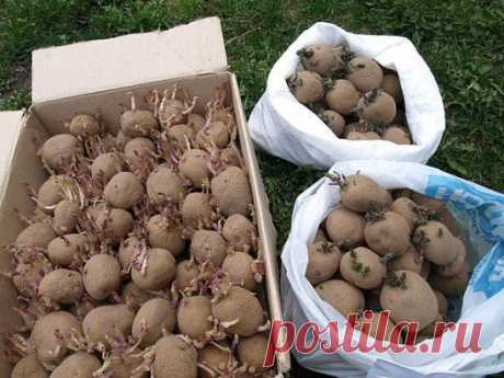 ГОТОВИМСЯ К ПОСАДКЕ КАРТОФЕЛЯ: ПРОРАЩИВАНИЕ | 6 соток