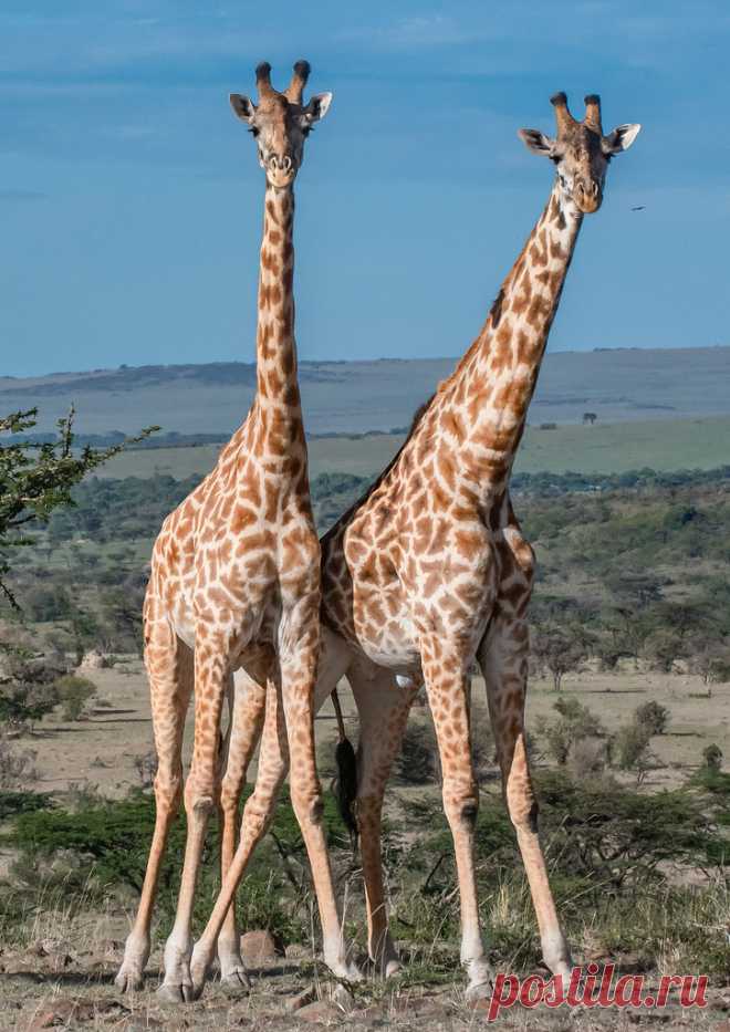 Giraffe Explore Robert Cave's photos on Flickr. Robert Cave has uploaded 3464 photos to Flickr.