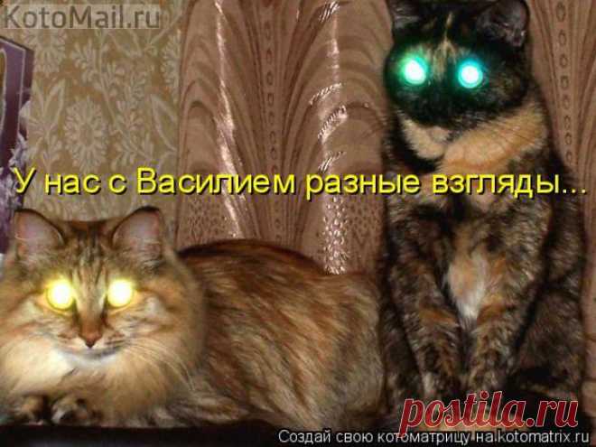 Разные взгляды. | KotoMail.ru