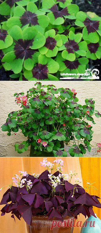 КИСЛИЦА - комнатное растение | Наш уютный дом