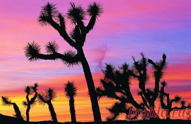 Фотографии пустыни и засухи