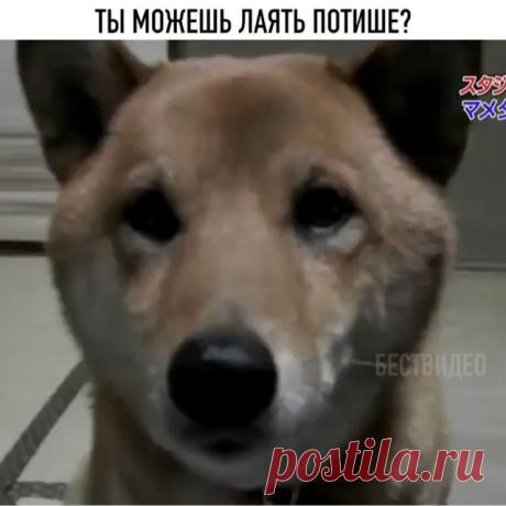 Очень умный Собакен........