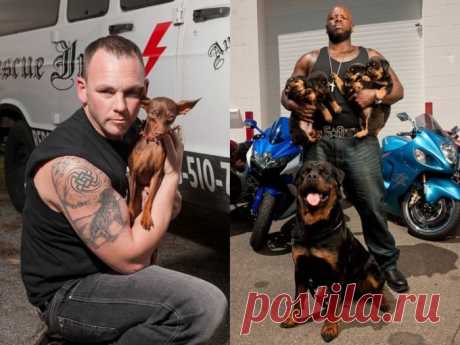 Добрые американские байкеры помогают животным / Питомцы