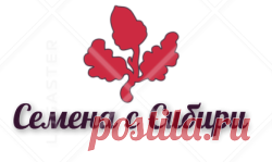 Вигейла красиво цветущий кустарник семейства Жимолостных