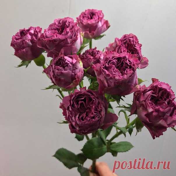 Олеся . Кустовая Роза 🌹