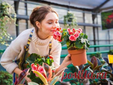 Не убивайте свои цветы: распространенные ошибки в уходе, которые совершают женщины, как их избежать — Дачный участок