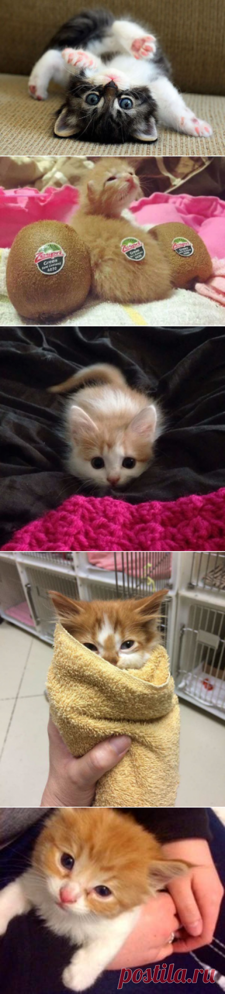 20+ самых милых котят на свете.