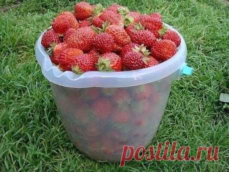 Клубничное место