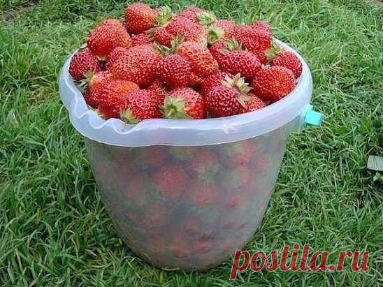 Клубничное место
