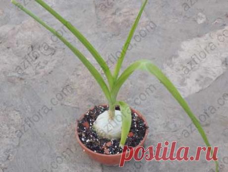 Индийский лук - посадка, уход, выбор горшка, размножение