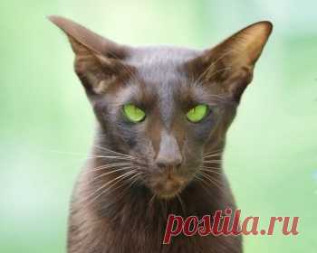 Ориентальная кошка очень умна, она производит впечатление живого существа, которое понимает если не все, то - почти все, что происходит и говорится вокруг.