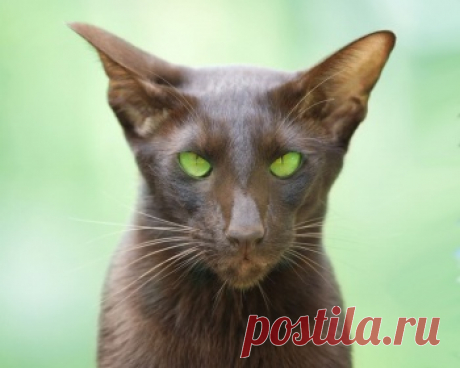Ориентальная кошка очень умна, она производит впечатление живого существа, которое понимает если не все, то - почти все, что происходит и говорится вокруг.