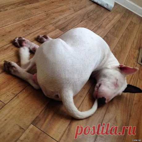 Лечь в странную позу? Это мы можем, это мы умеем!