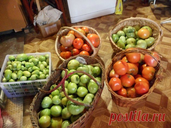 Выращивание томатов без полива | Делимся советами