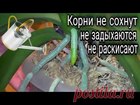 🔥Четыре способа полива орхидеи и их комбинации👍
